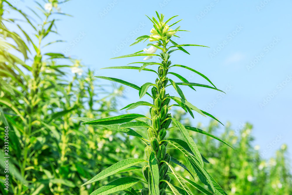 Sesame crops growing in green farmland Sesame crops growing in green farmland