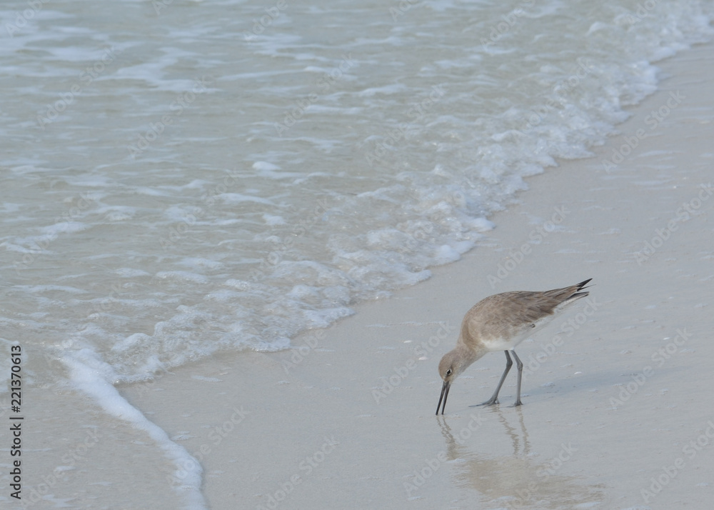 The willet sand piper on a florida beach. The willet sand piper on a florida beach.