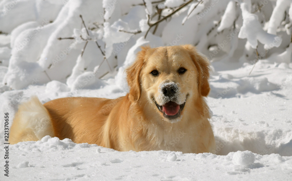 Happy Golden Retriever playing in the snow