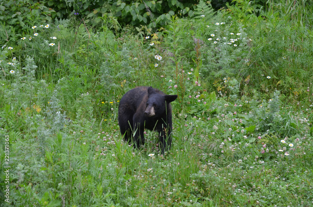 Fototapeta premium Black bear in wildflower field