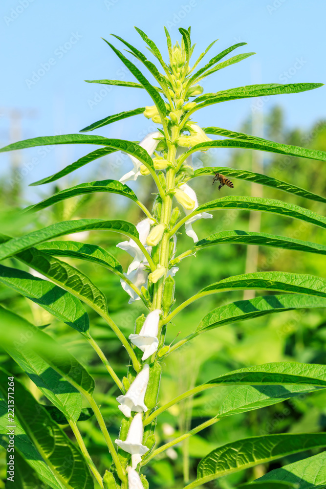 Fototapeta premium Sesame crops growing in green farmland