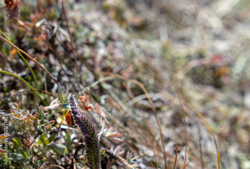 Ladybug on Plant in the Olympic Mountains near Maiden Peak