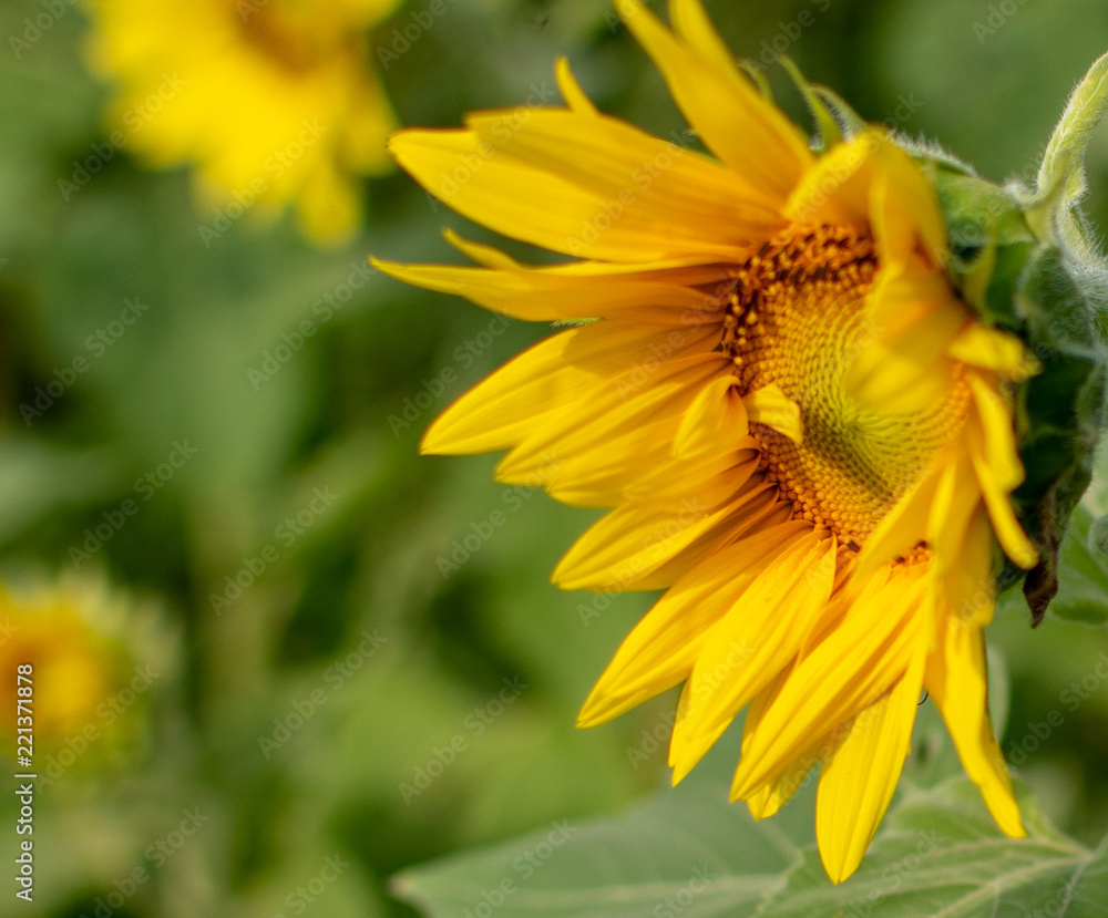 Sunflower blooming in a field Sunflower blooming in a field