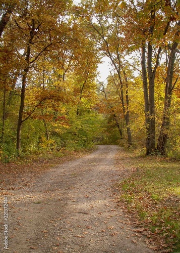 Trail through the Fall Woods