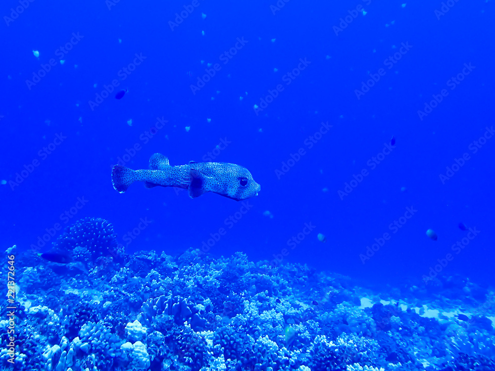 Obraz premium Puffer Fish Swimming over Reef Underwater