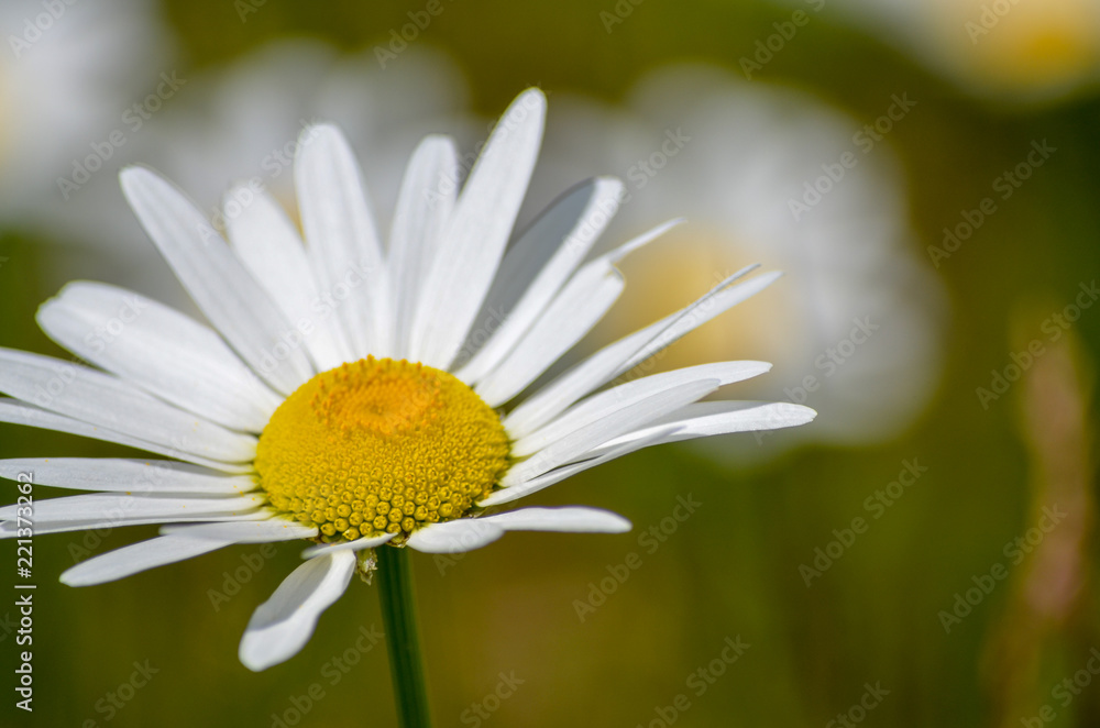 Wild Daisy in bloom in Minnesota Wild Daisy in bloom in Minnesota
