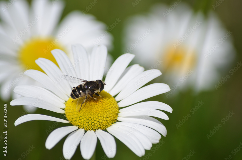 Close up of wild daisy and bee in Minnesota Close up of wild daisy and bee in Minnesota