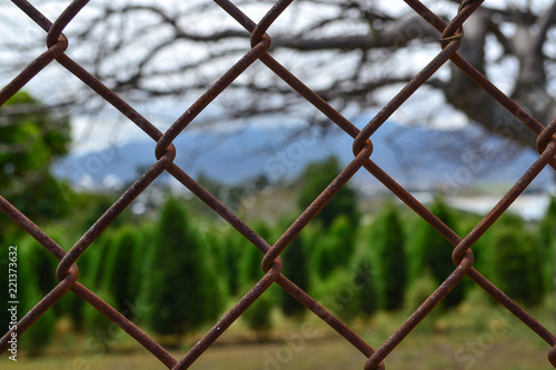 fenced pine forest
