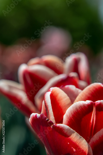 Red and White Tulip