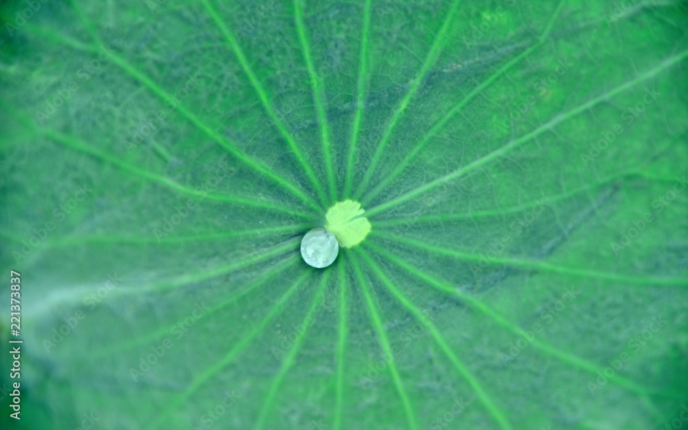 green lotus leaf line texture and background green lotus leaf line texture and background