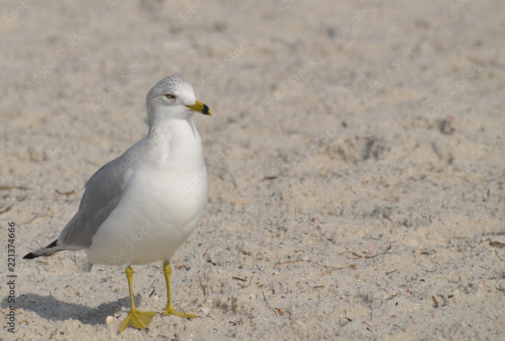 Ring billed Gull bird closeup on Florida beach Ring billed Gull bird closeup on Florida beach