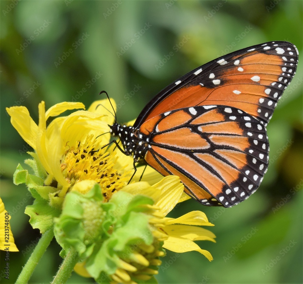 Fototapeta premium MARIPOSA