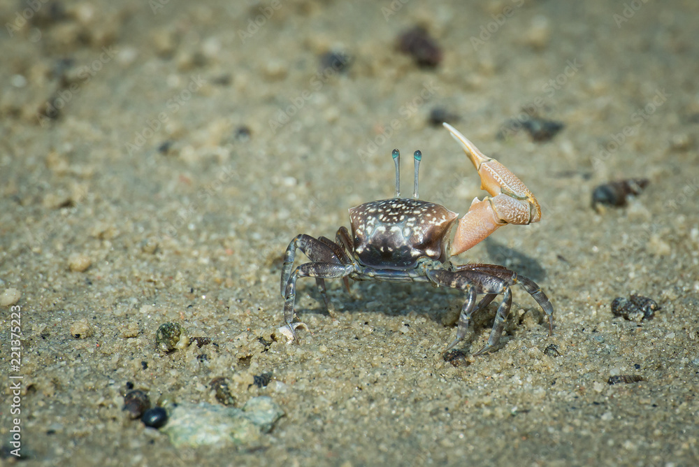 Fiddle crab waving Fiddle crab waving
