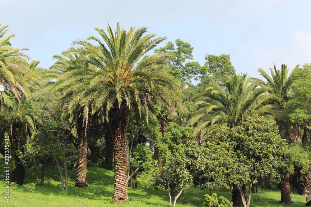  trees and palm trees in the park