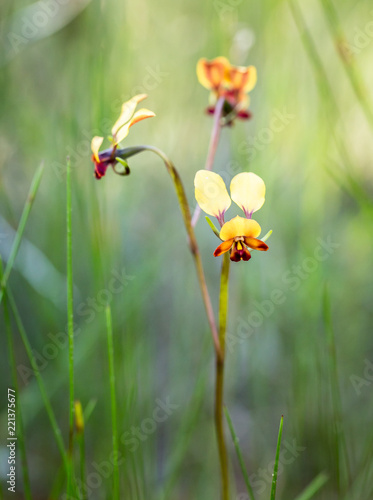 Donkey Orchid Green bokeh background Beverley WA