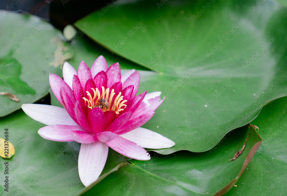 beautiful lotus flower on the water after rain in garden. beautiful lotus flower on the water after rain in garden.