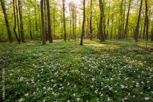 Spring forest landscape with blooming white anemones