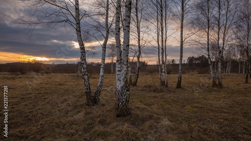 Tableau sur toile Early spring forest landscape.