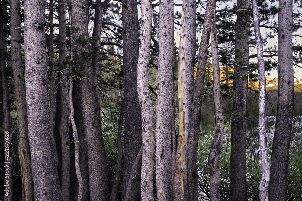 Fototapeta premium Fir Trees, tree trunks
