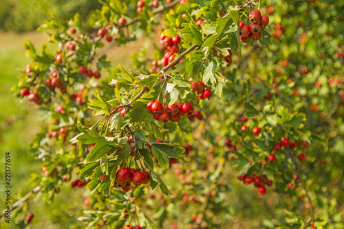 Hawthorn fruits, ripe on a tree