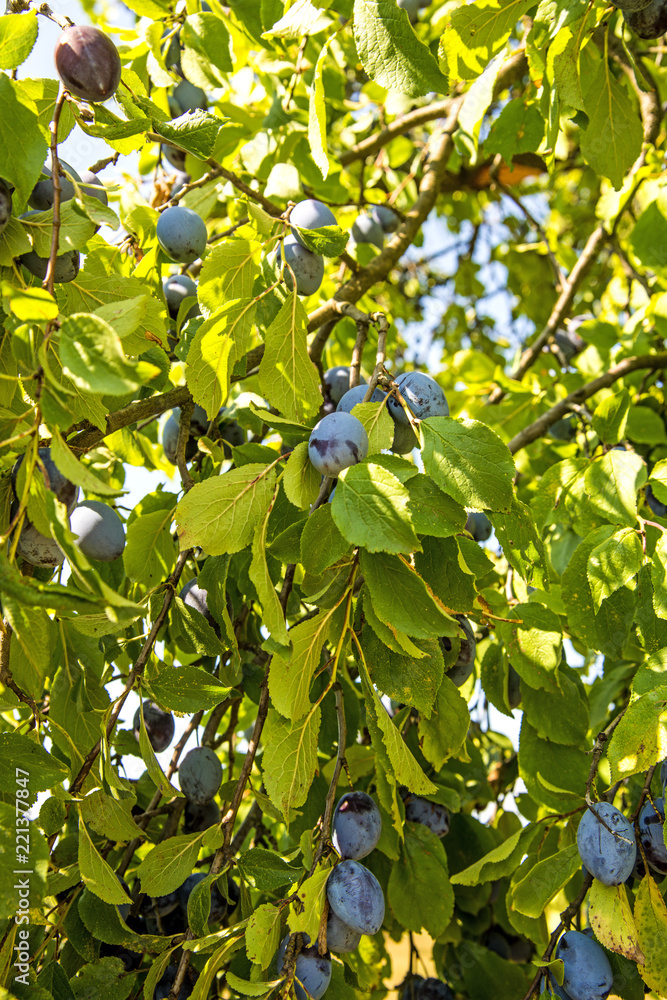 Fototapeta premium plums, ripe fruits on a tree