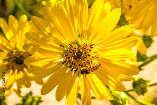 bee on compass flower