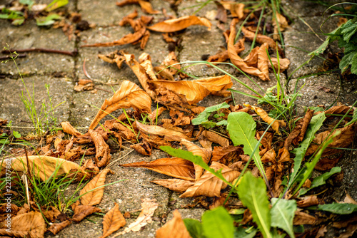 autumnal painted leaf on cobblestone