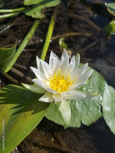 water lily in pond