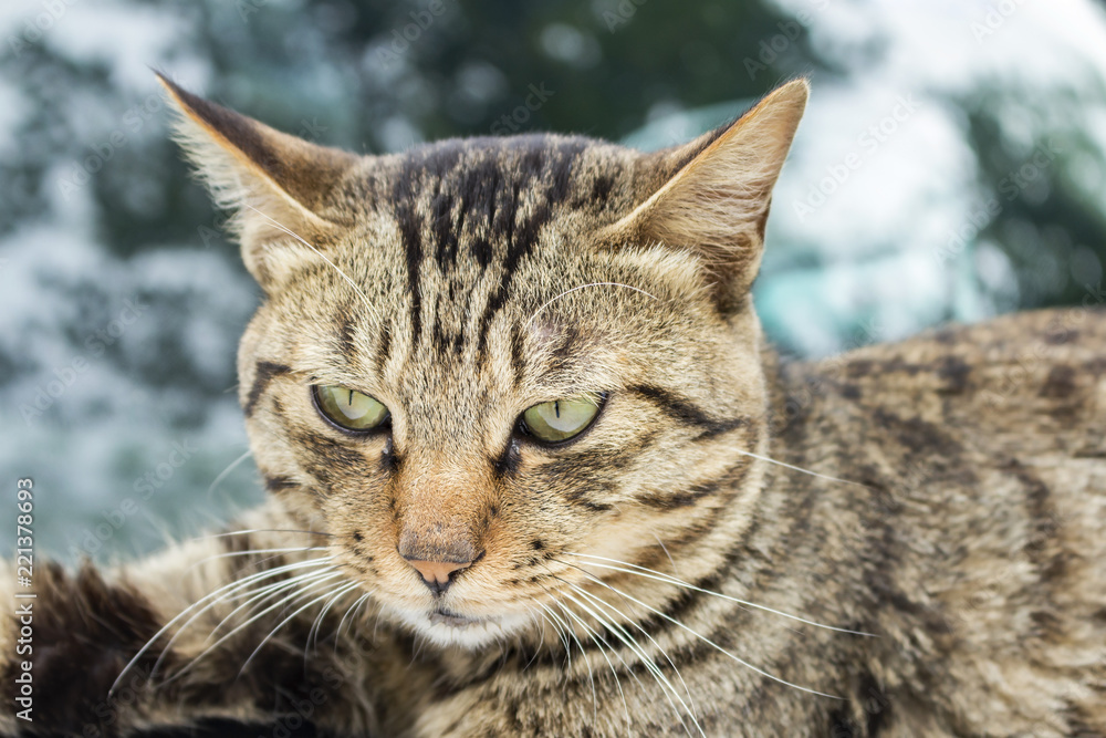 Caring for animals concept: ferocious cat Caring for animals concept: ferocious cat
