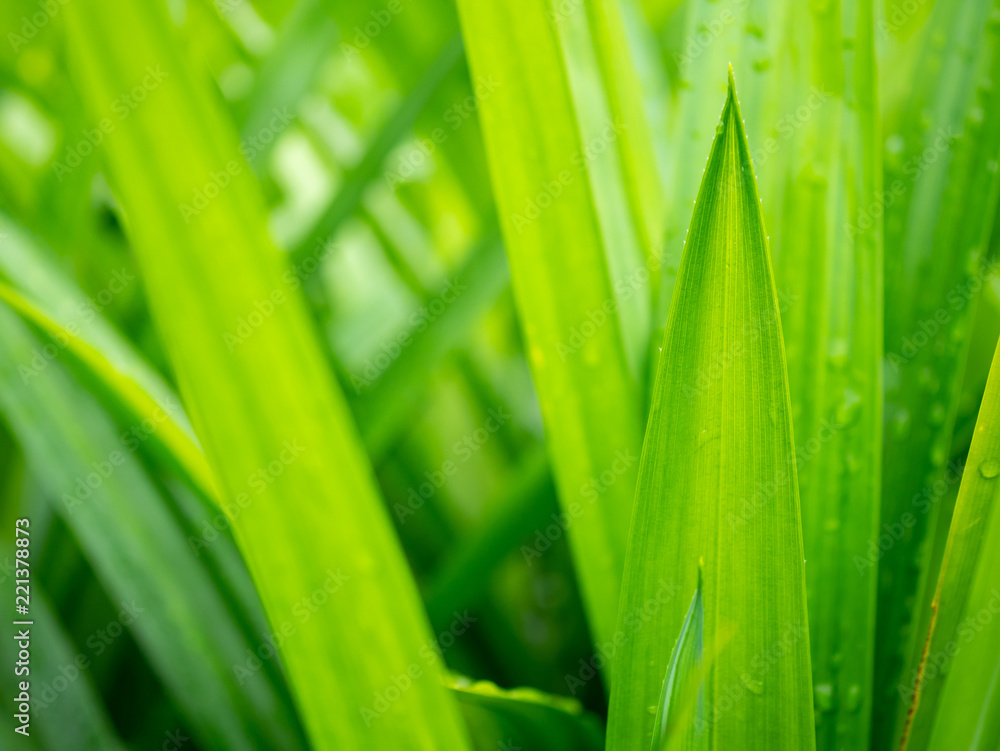 Blur leaves background. Blur leaves background.