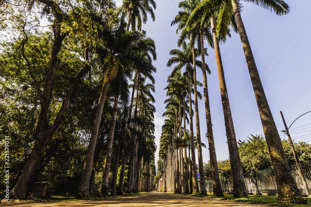 Palmeiras no Jardim Botânico do Rio Palmeiras no Jardim Botânico do Rio