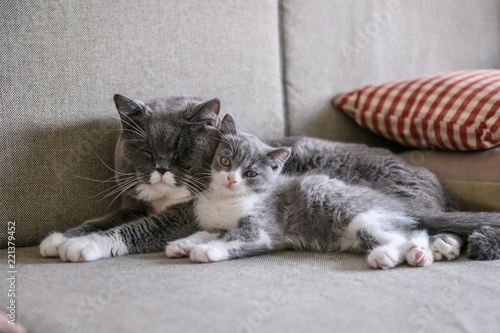 Two cats sleeping on the couch © chendongshan