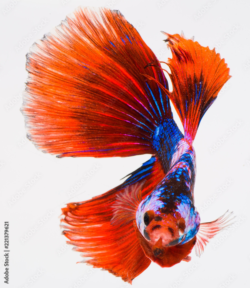 Fototapeta premium halfmoon betta fish, siamese fighting fish, capture moving of fish, betta splendens