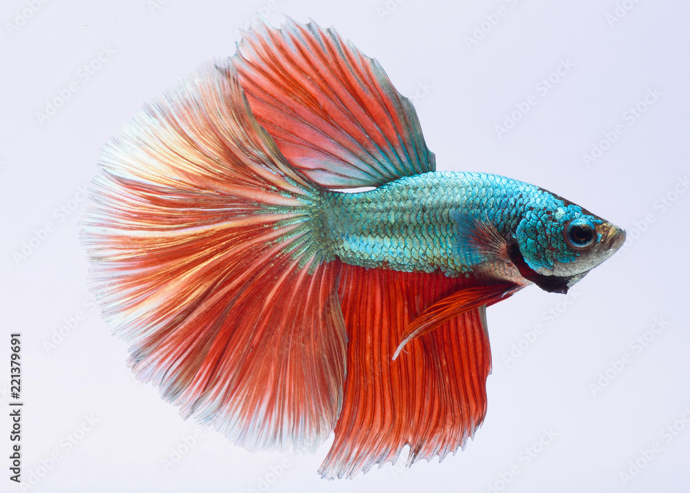 halfmoon betta fish, siamese fighting fish, capture moving of fish, betta splendens halfmoon betta fish, siamese fighting fish, capture moving of fish, betta splendens