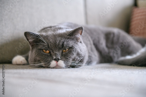 British short hair cat sleeps on couch