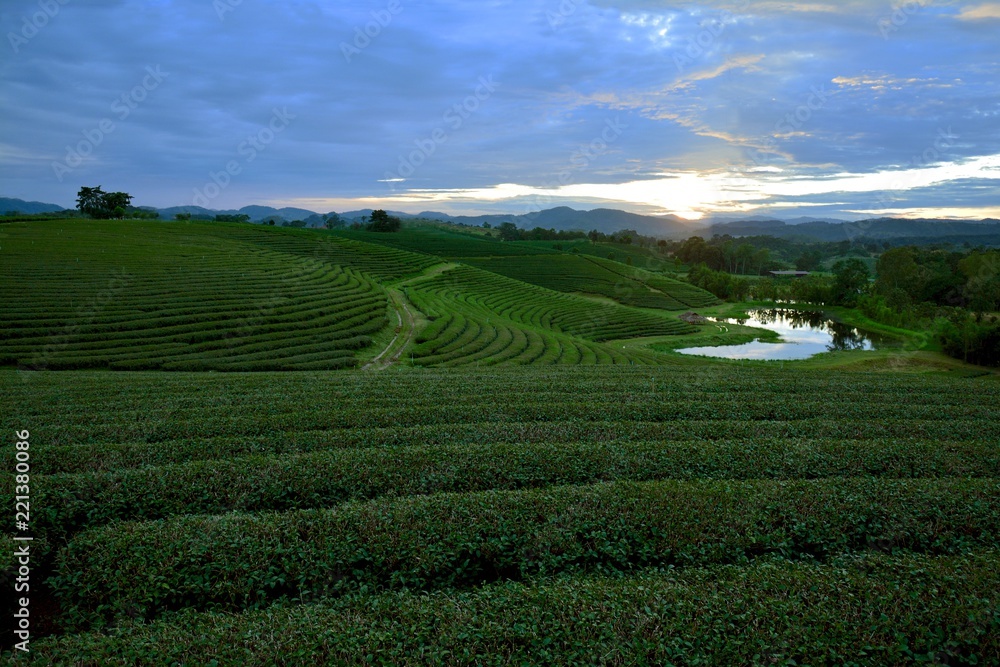Champs de Thé, Chiang Rai, Thaïlande - Tea Field, Chiang Rau, Thailand Champs de Thé, Chiang Rai, Thaïlande - Tea Field, Chiang Rau, Thailand