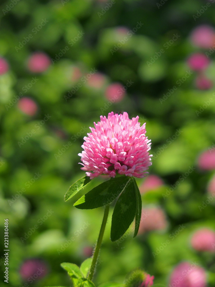 Fototapeta premium 野原のアカツメクサ