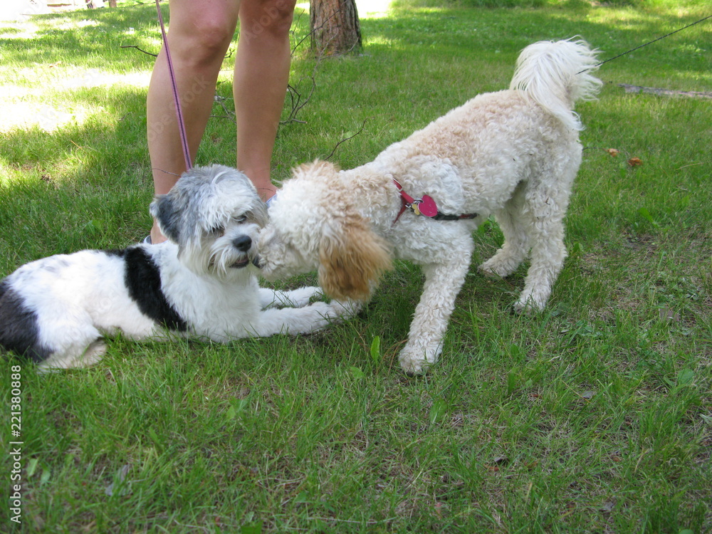 Two dogs meet and become friends Two dogs meet and become friends