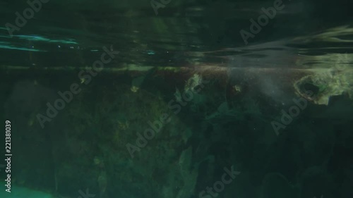 Banded penguin in an artificial open-air cage with swimming pool stock footage video photo