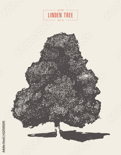 High detail vintage linded tree vector drawn