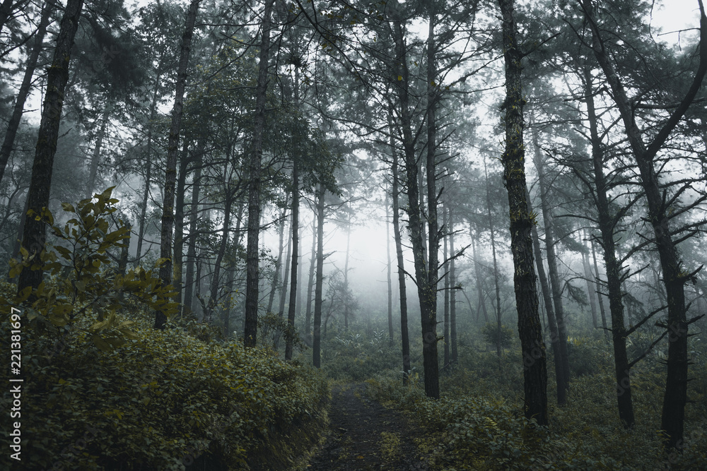 Pine in the rainy season And fog In the forest Pine and Fog Road Pine in the rainy season And fog In the forest Pine and Fog Road