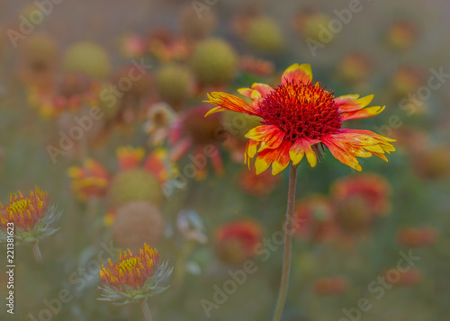 Arizona Sun Blanket Flower happy background © AlessandraRC