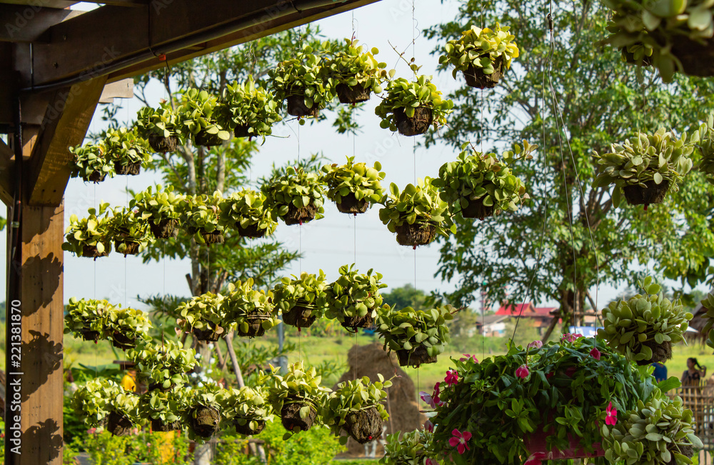 Dischidia nummularia Variegata Hanging under the roof. Dischidia nummularia Variegata Hanging under the roof.