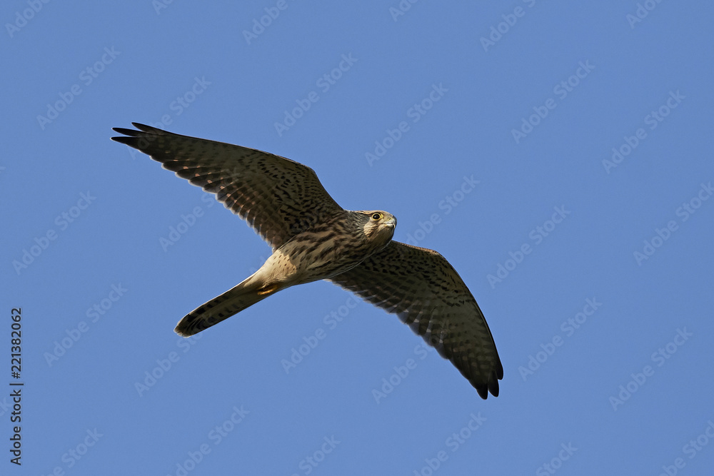 Obraz premium Common kestrel (Falco tinnunculus)