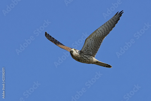 Common kestrel  Falco tinnunculus 