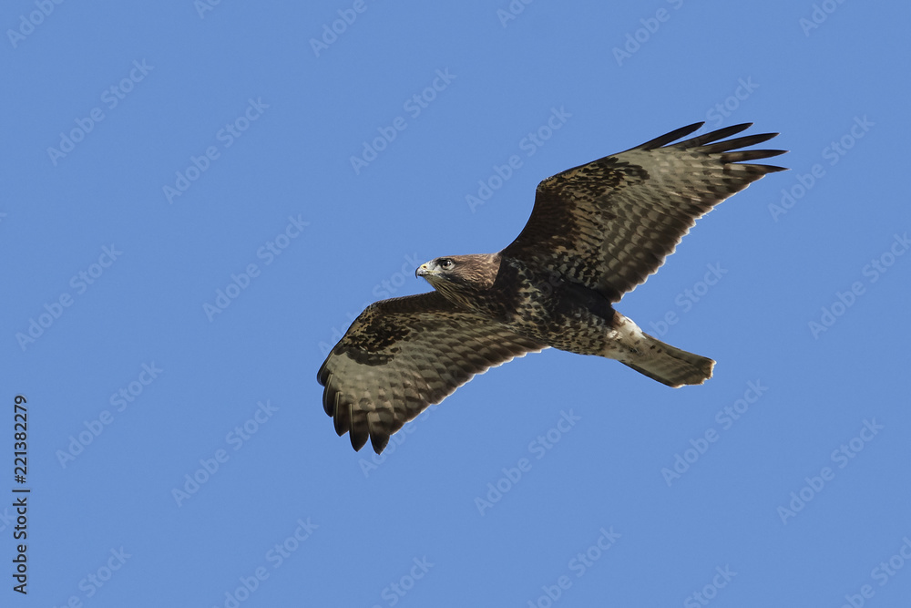 Fototapeta premium Common buzzard (Buteo buteo)