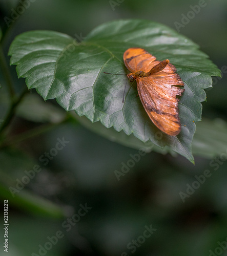 Bright Orange and Tan Wings on a Julia Butterfly in the Mating Position