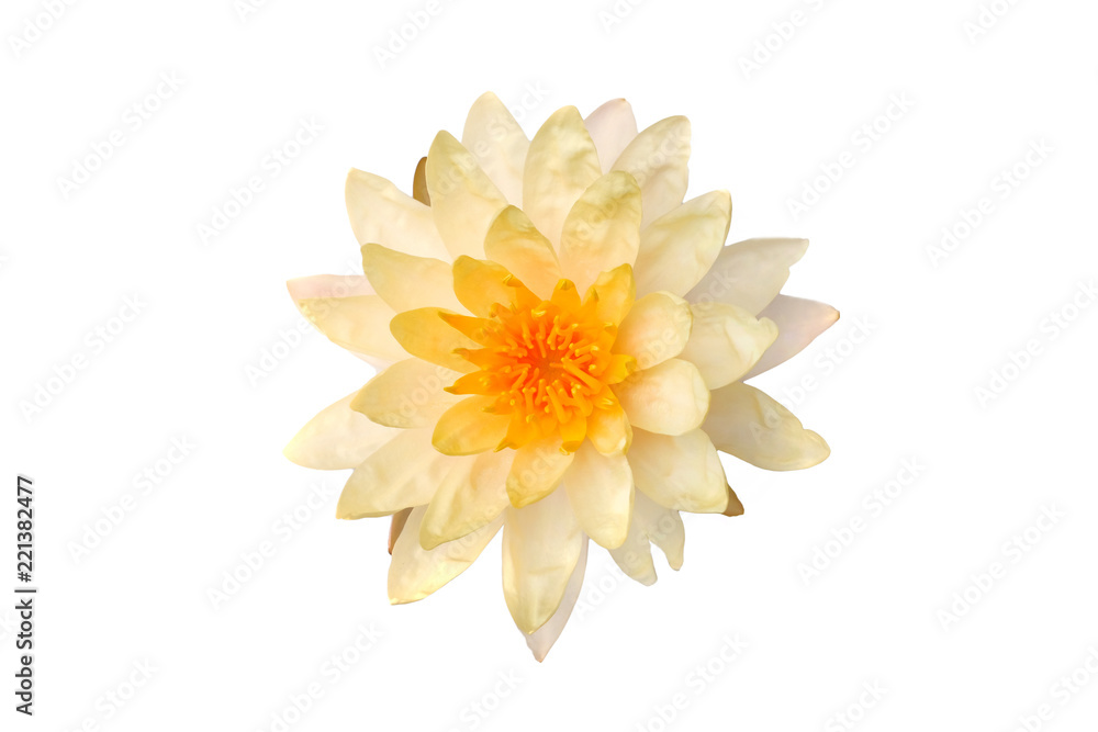 Lotus lotus white backdrop