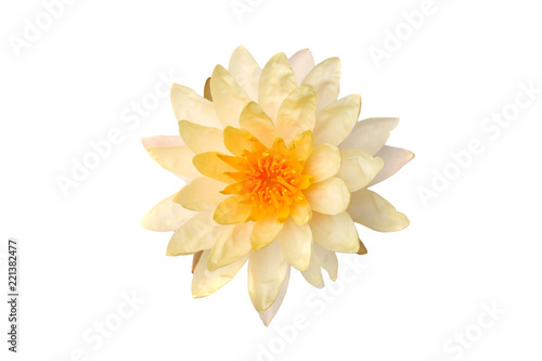 Fototapeta Naklejka Na Ścianę i Meble -  Lotus lotus white backdrop