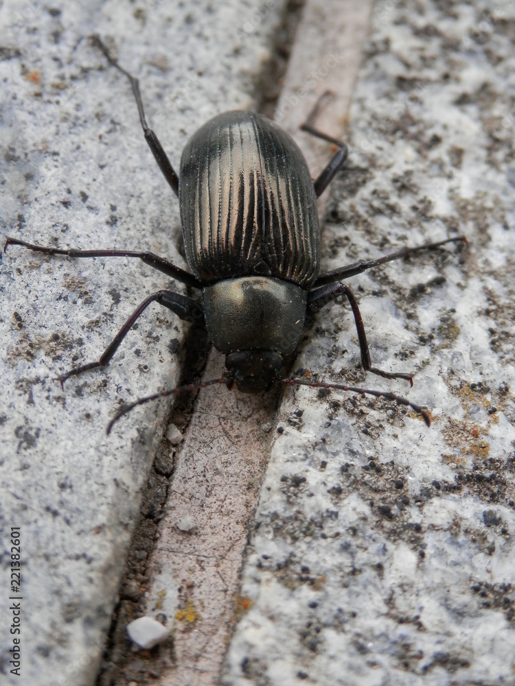 キマワリ 愛媛県 Stock 写真 Adobe Stock